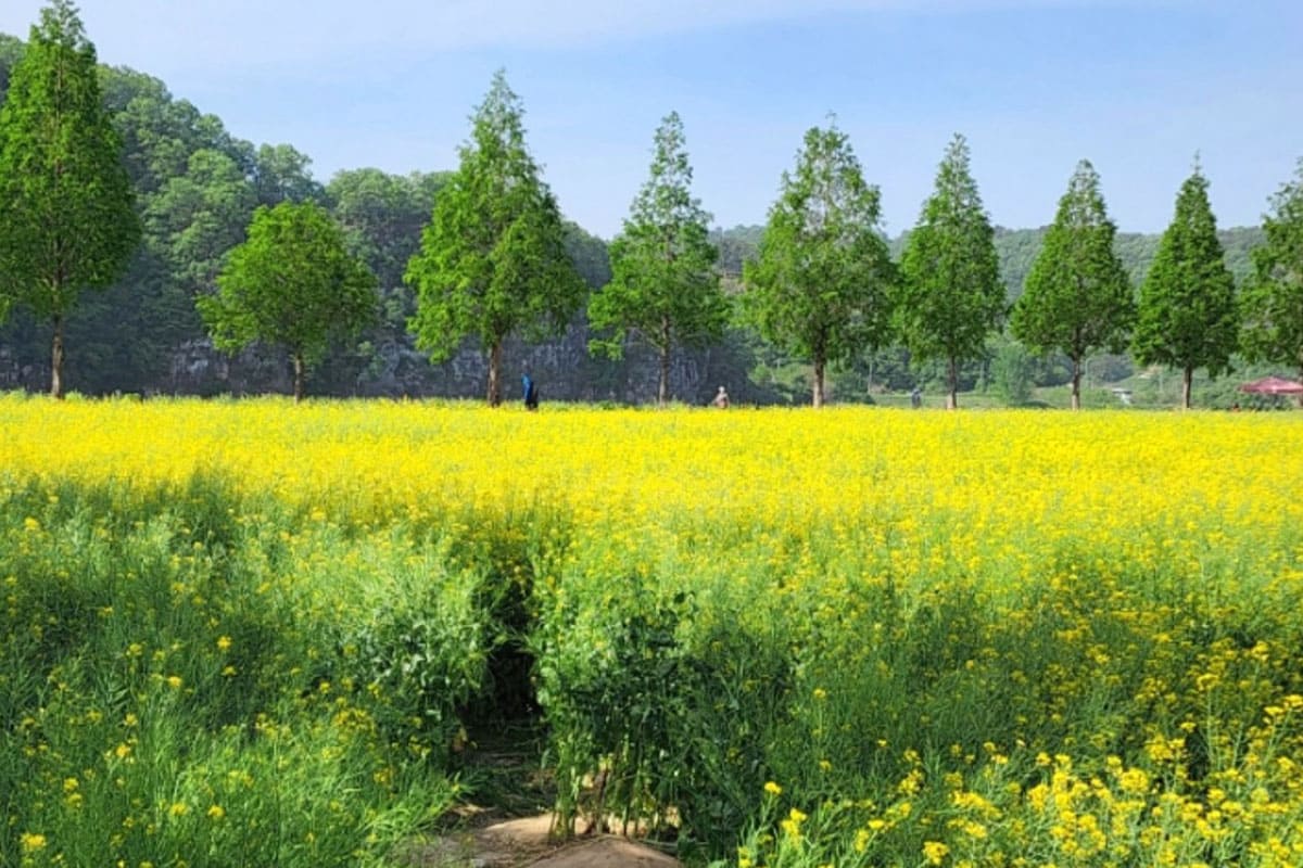 봄 여행의 모든 것