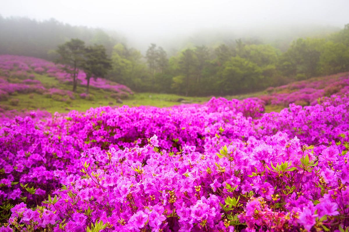 만연산 공원 철쭉