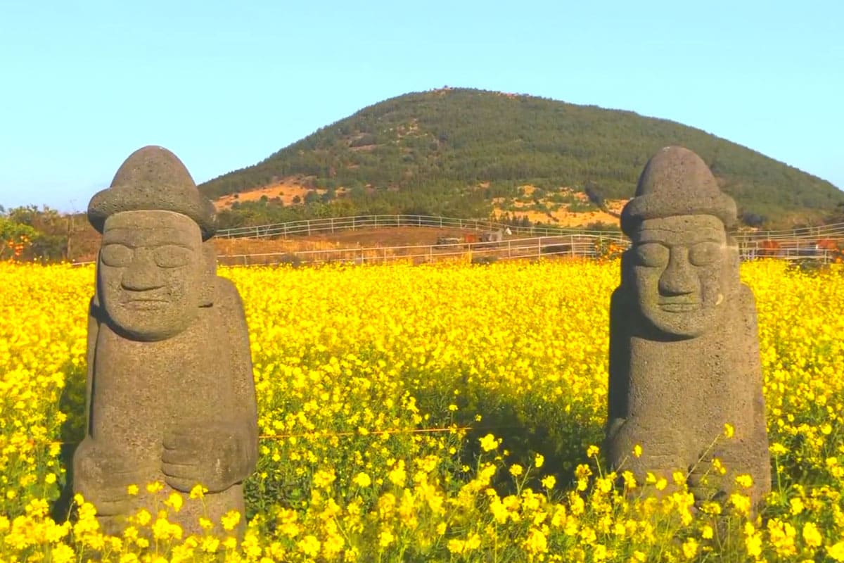 제주 봄꽃 명소, 오라동 유채꽃밭과 영주산 오름