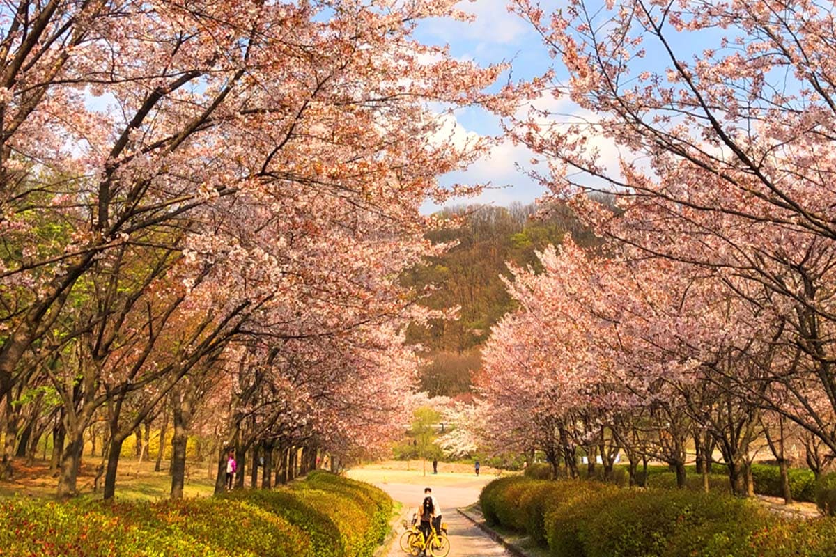 서울 근교 성남 벚꽃 9경 명소, 중앙공원·운중천 등