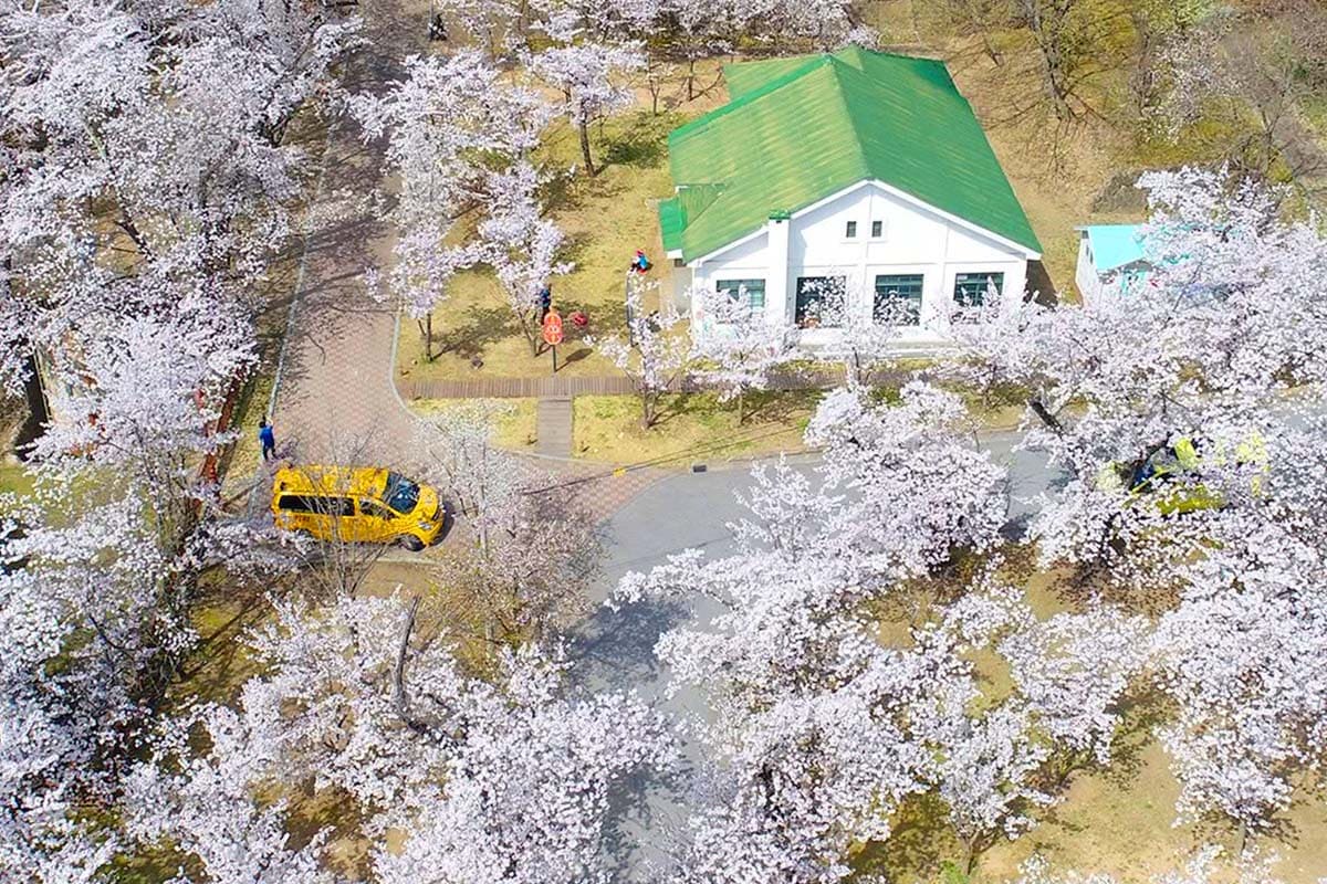 사람 몰리기 전 찾아야 할 동해시 벚꽃길 명소 4곳