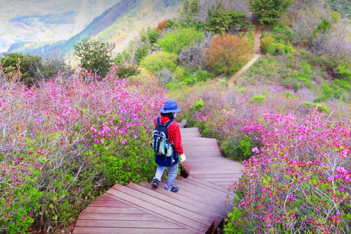 창원 비음산 진례산성, 연분홍빛 철쭉이 물든 역사 산성길
