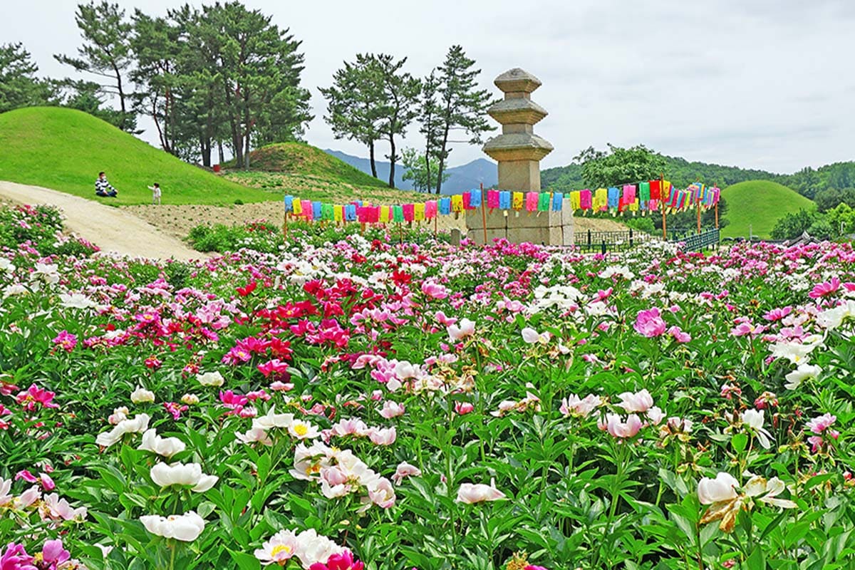경주 서악동 삼층석탑, 고즈넉한 석탑과 붉은 작약의 5월 풍경