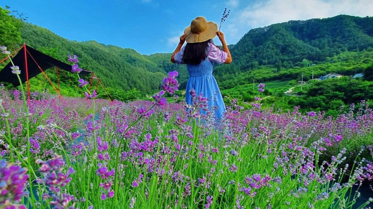 김천 라벤더, 예약제로 만나는 향기로운 꽃집