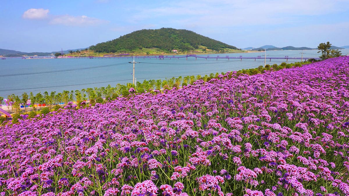 신안 퍼플섬, 버들마편초로 물든 보랏빛 섬 산책