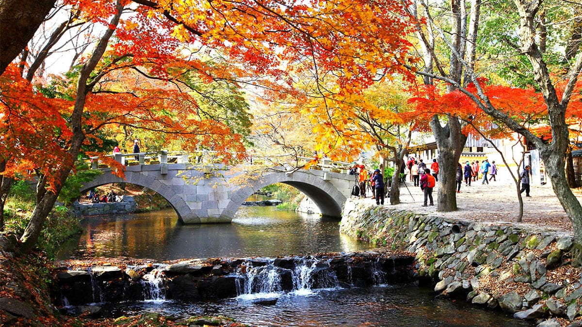 고창 선운사 단풍