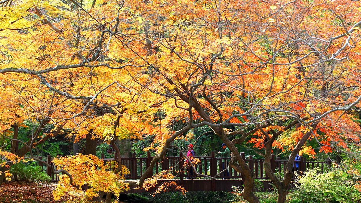 고창 선운사 단풍 풍경