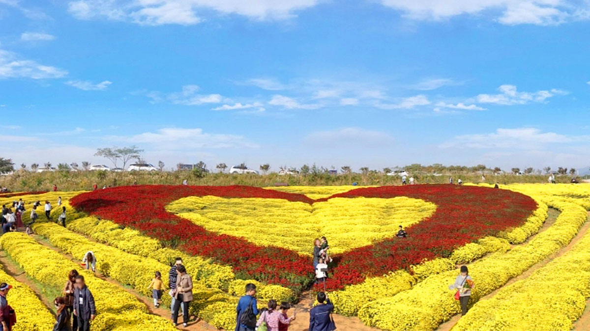 서산국화축제, 11월에 만나는 형형색색의 가을꽃 향연