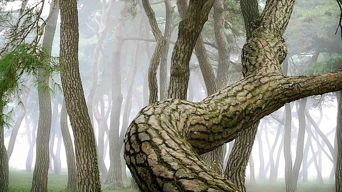 임한리 솔밭공원 숲