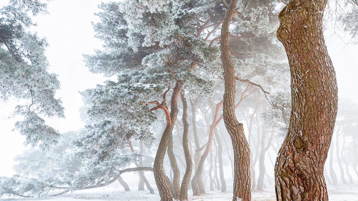 임한리 솔밭공원 설경