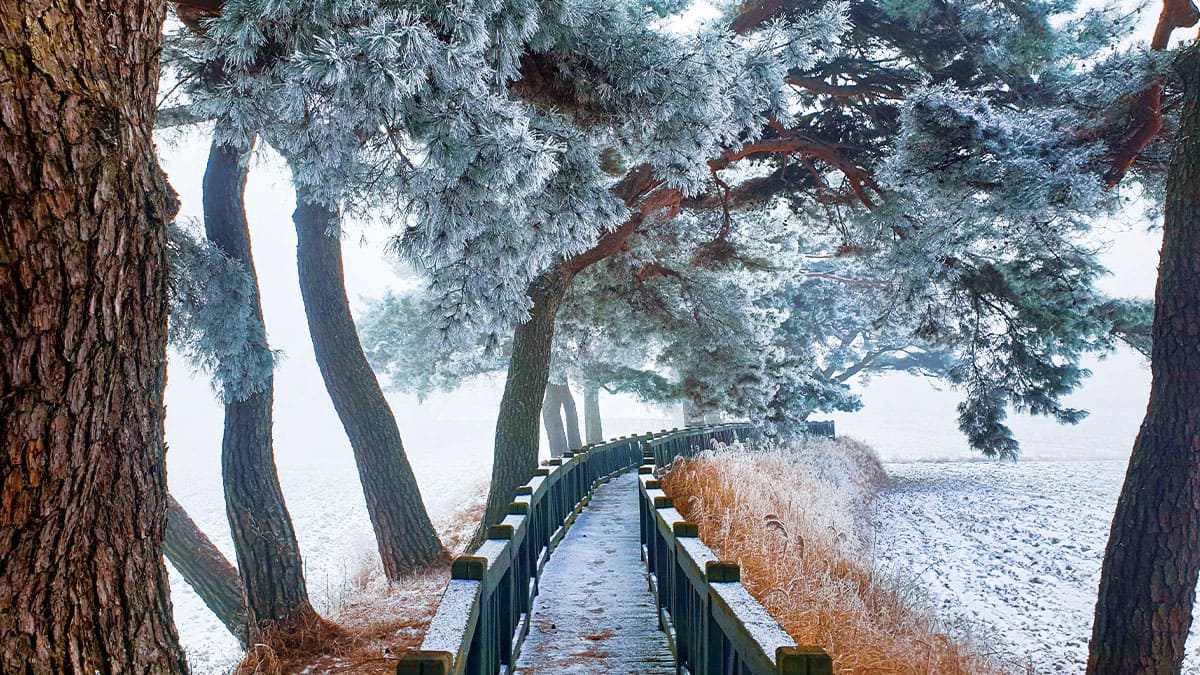 임한리 솔밭공원 산책로