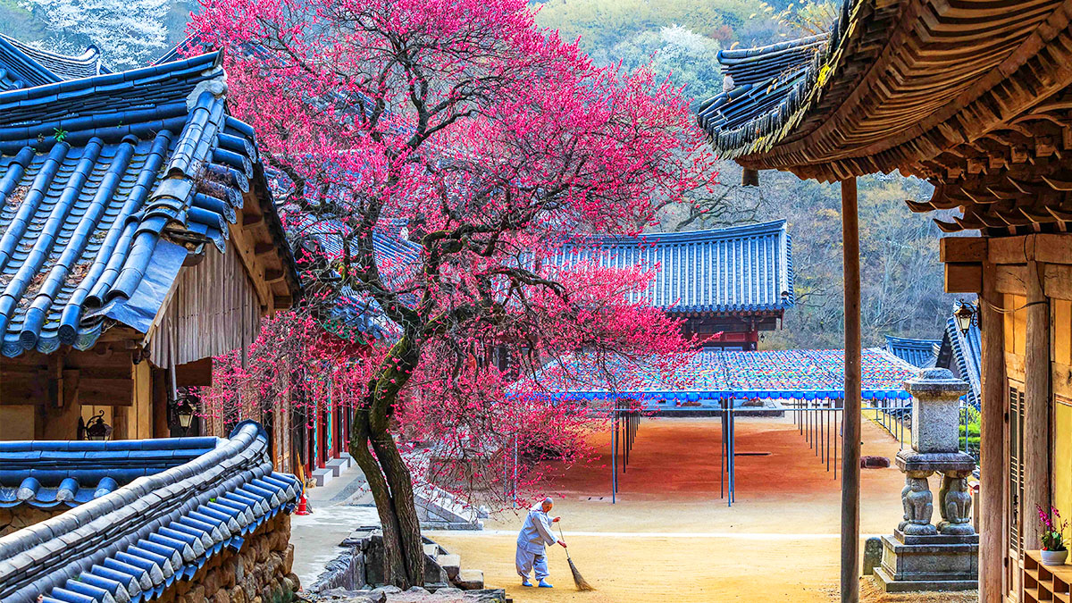 구례 화엄사 홍매화