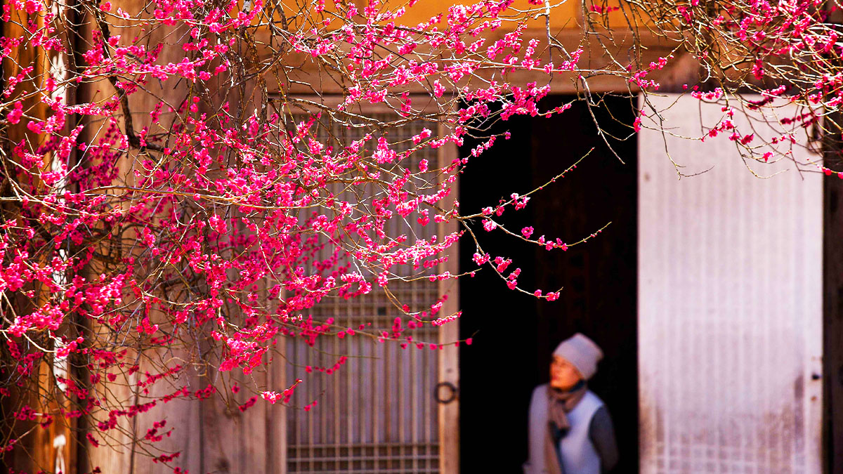구례 화엄사의 봄