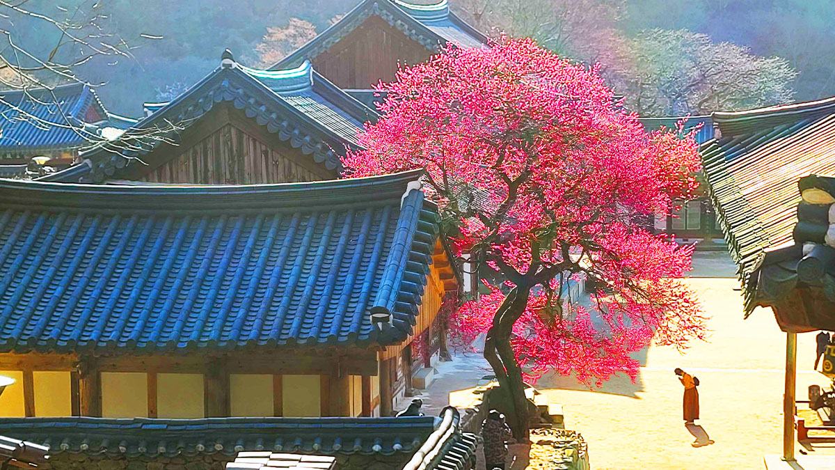 구례 화엄사 홍매화