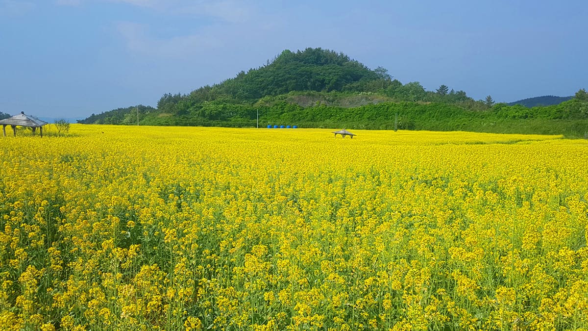 고흥만 벚꽃길, 4km 드라이브와 바다가 어우러진 봄 풍경
