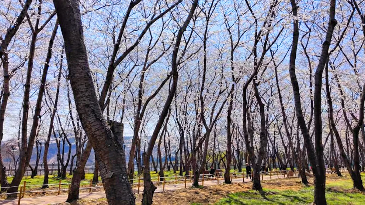 창원 웅동벚꽃단지, 57년 만에 열린 벚꽃 산책길