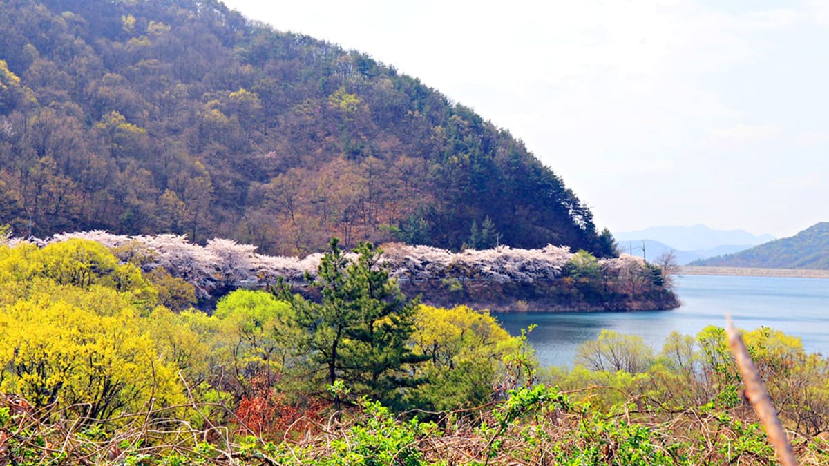 삼랑진양수발전소, 15km 벚꽃 터널과 호수 둘레길이 반기는 명소