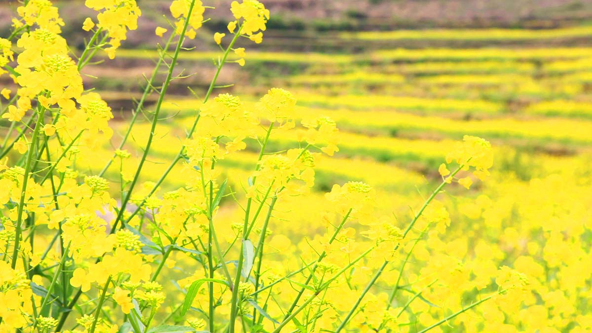 유채꽃