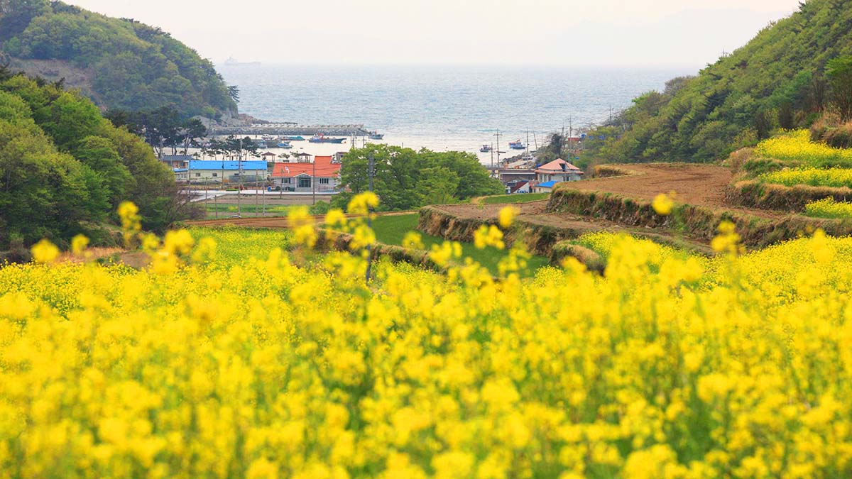 유채꽃 너머 바다 풍경