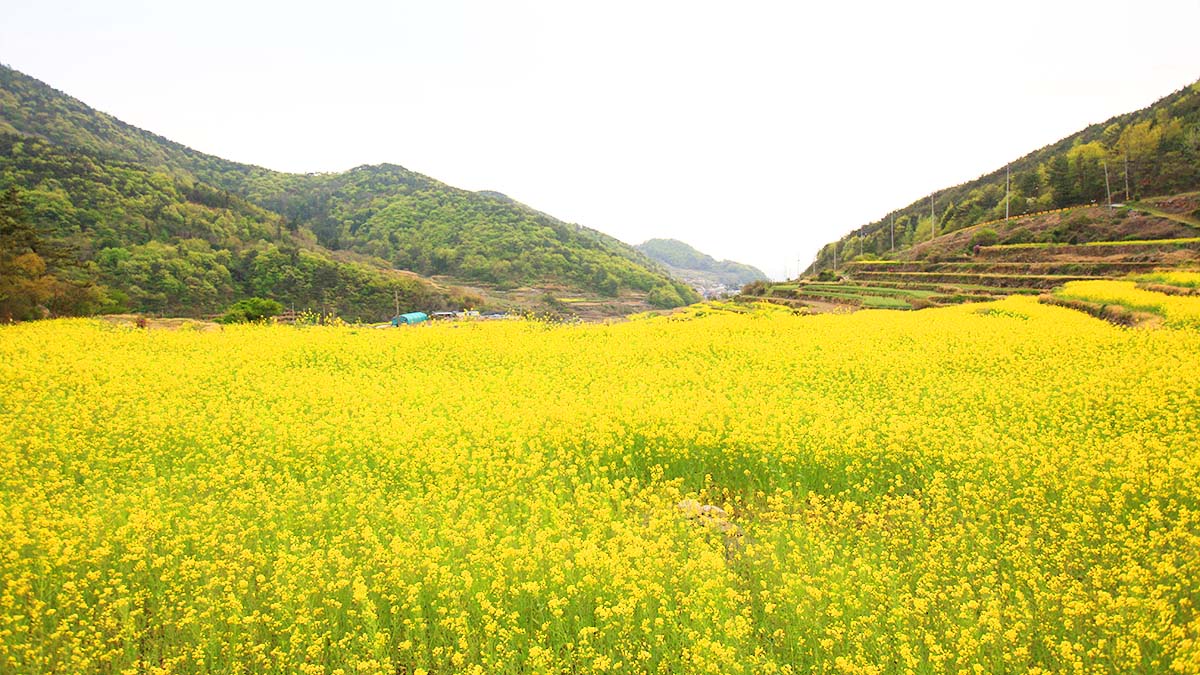 파라다랑스 유채꽃