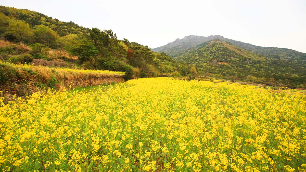 남해 파라다랑스 유채꽃밭