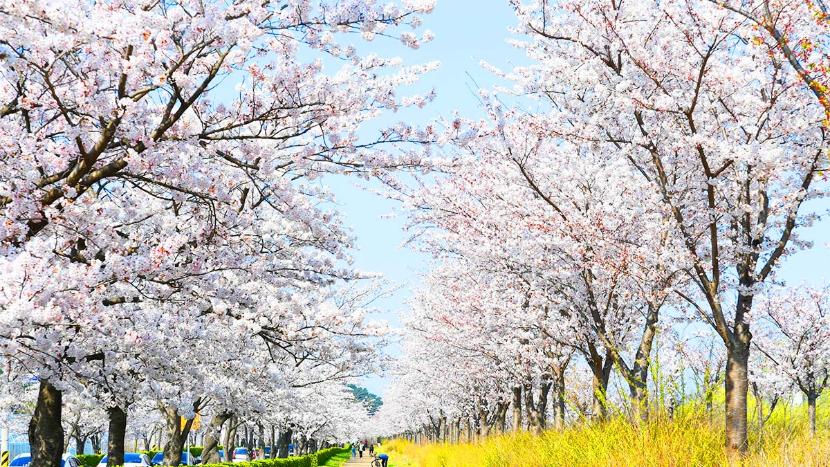 강릉 경포호 산책길, 바다와 벚꽃이 어우러지는 4.3km 호수 명소