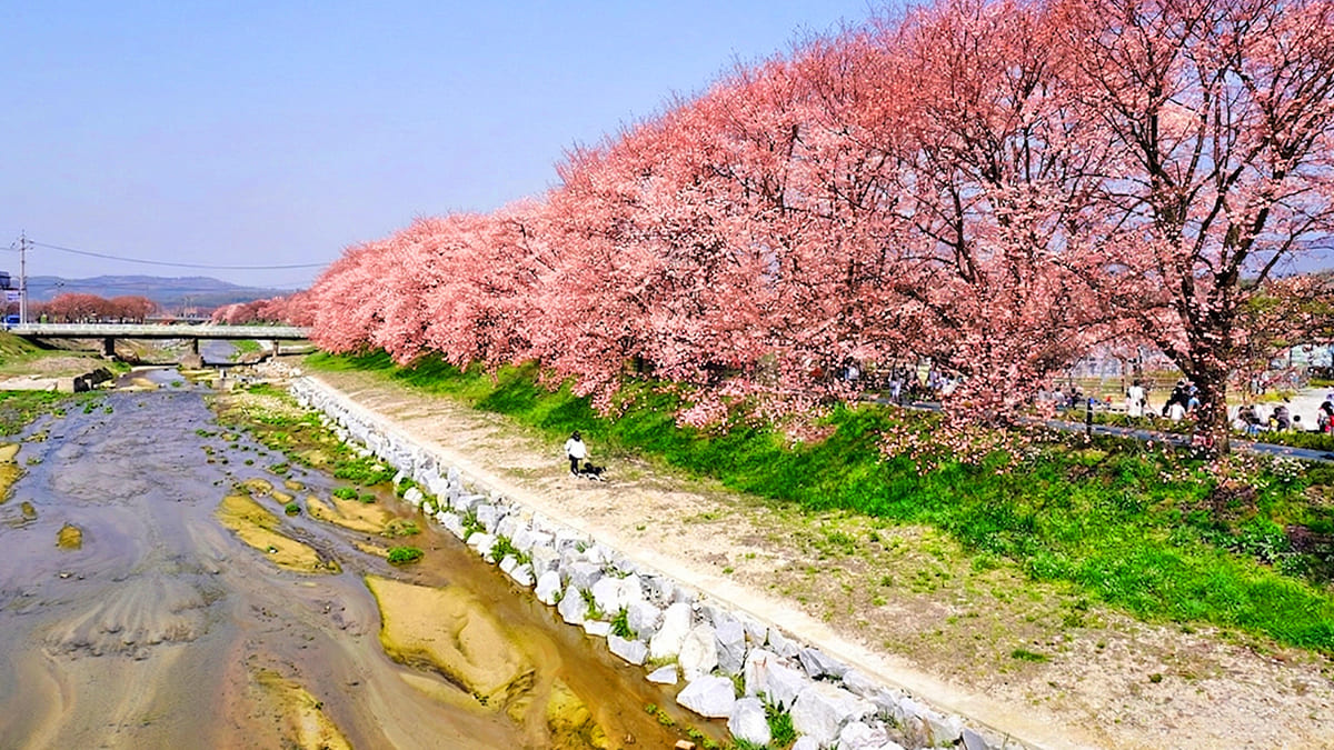 괴산 청안 벚꽃길, 30년 정성으로 빚어낸 1.5km 팝콘 수변길
