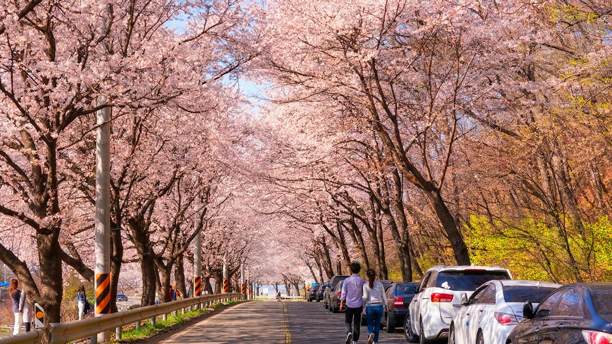 천안 북면 위례 벚꽃길, 15km의 환상적인 봄 벚꽃 터널