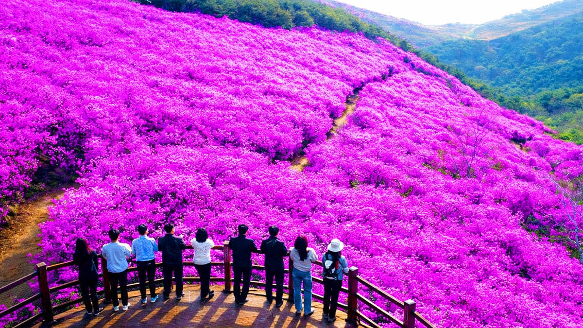 창녕 화왕산, 능선을 따라 분홍빛 진달래가 만개하는 명산
