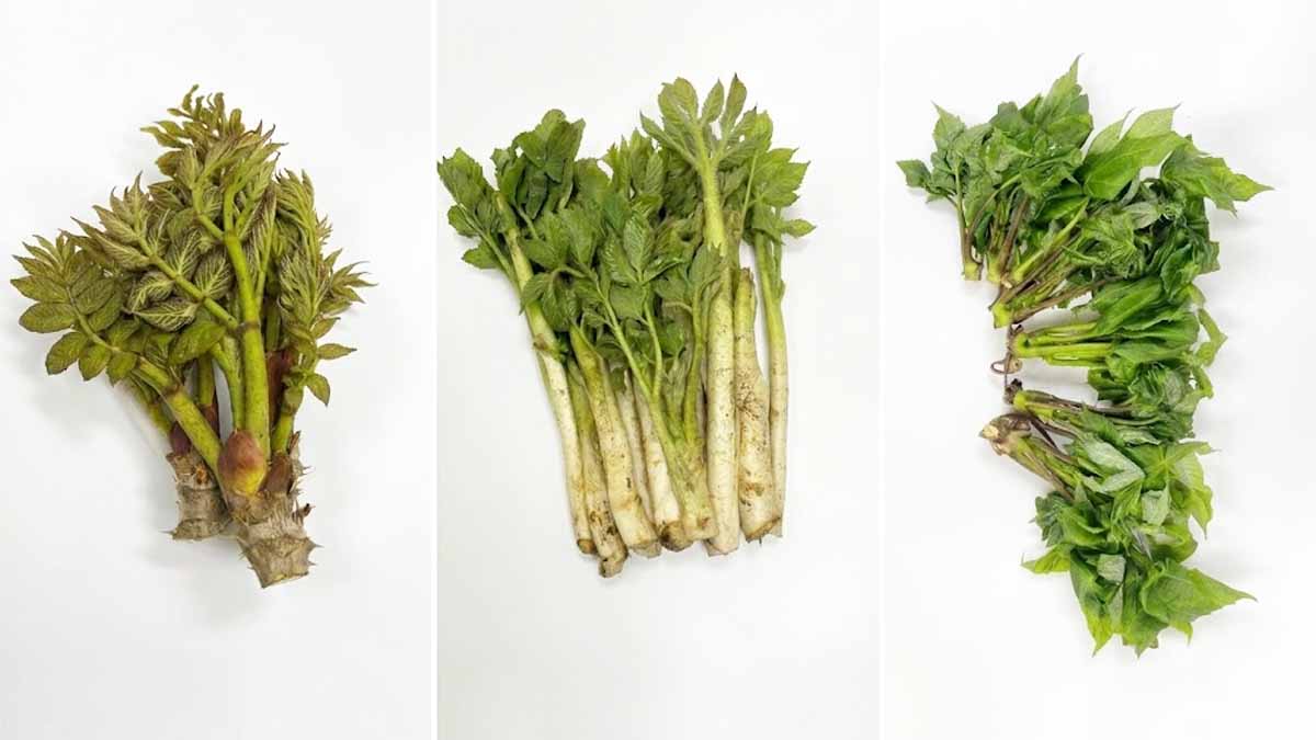 개두릅 참두릅 차이 두릅 효능