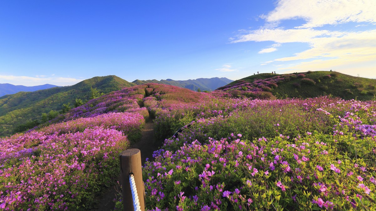 지리산 바래봉 철쭉