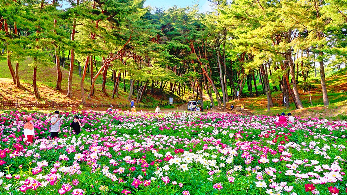경주 도봉서당, 조선 고택과 5월 작약꽃이 어우러진 숨은 명소