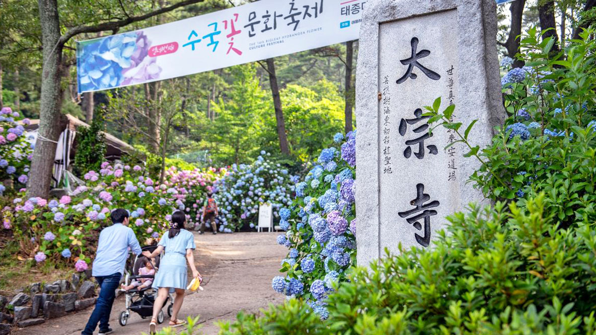 태종대 수국축제