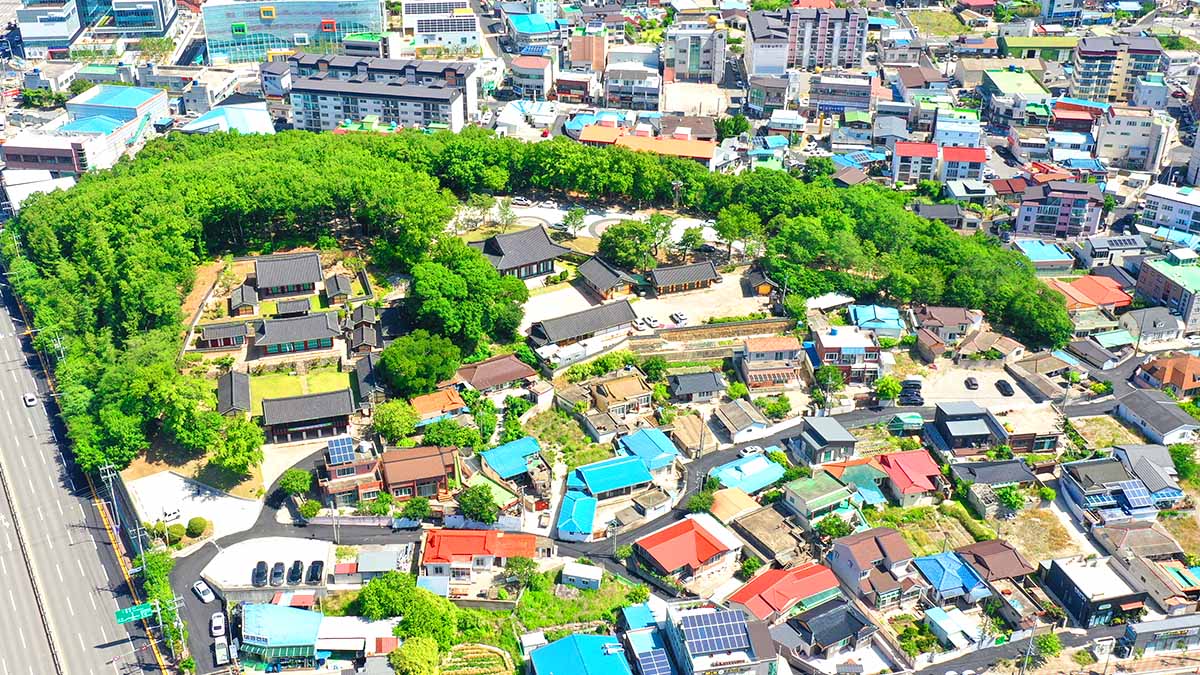 포항 흥해향교 이팝나무 군락지 전경