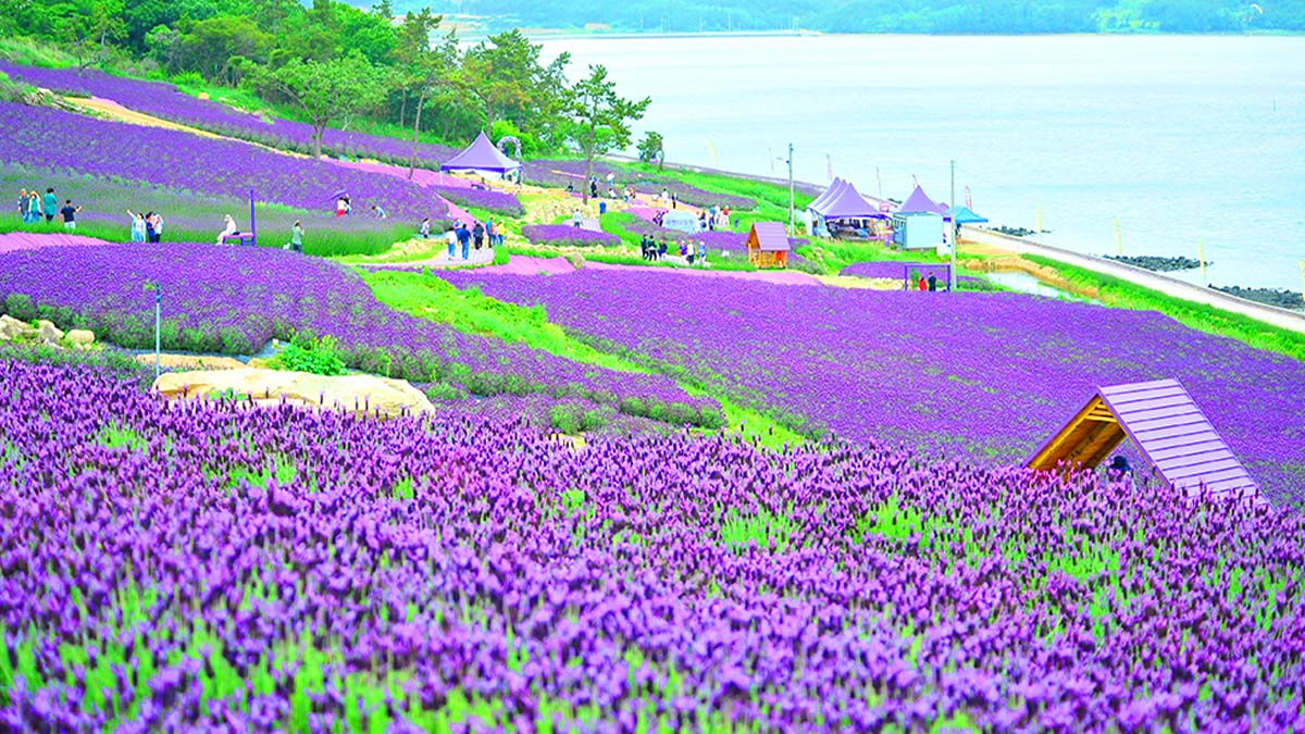 퍼플섬 라벤더