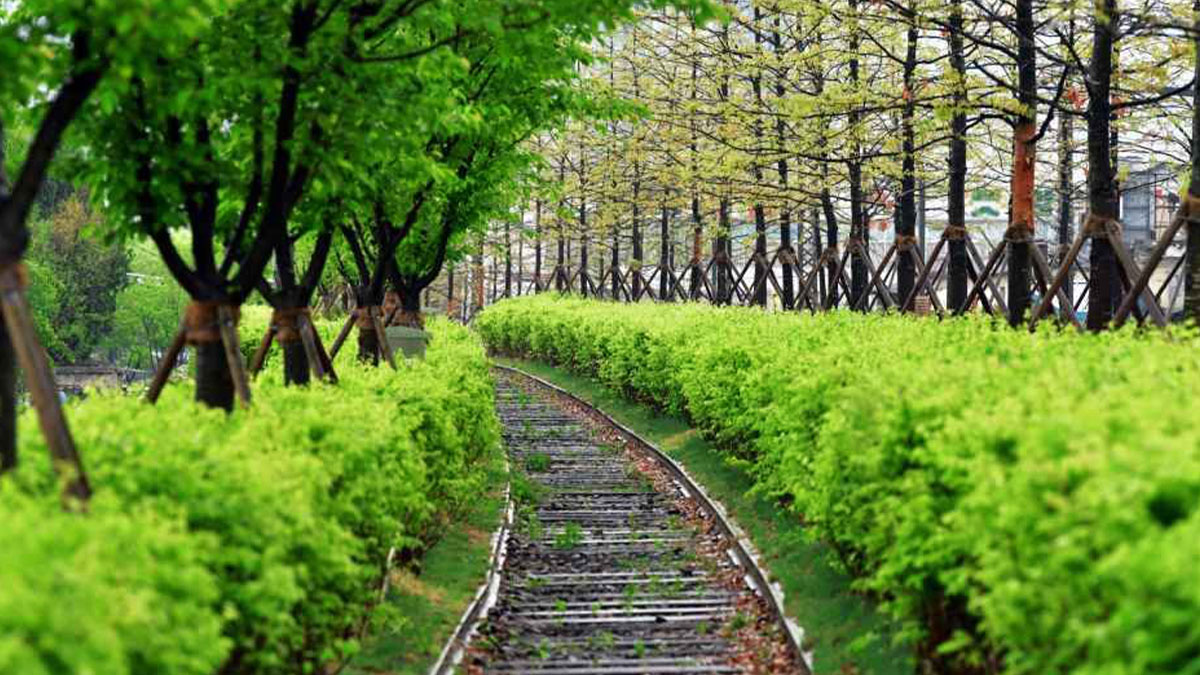 치악산 바람길숲