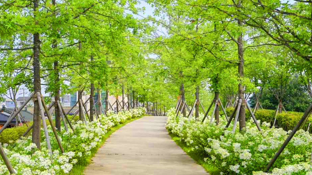 치악산 바람길숲 산책로