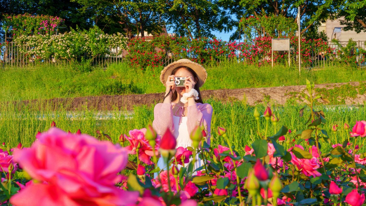 중랑장미공원