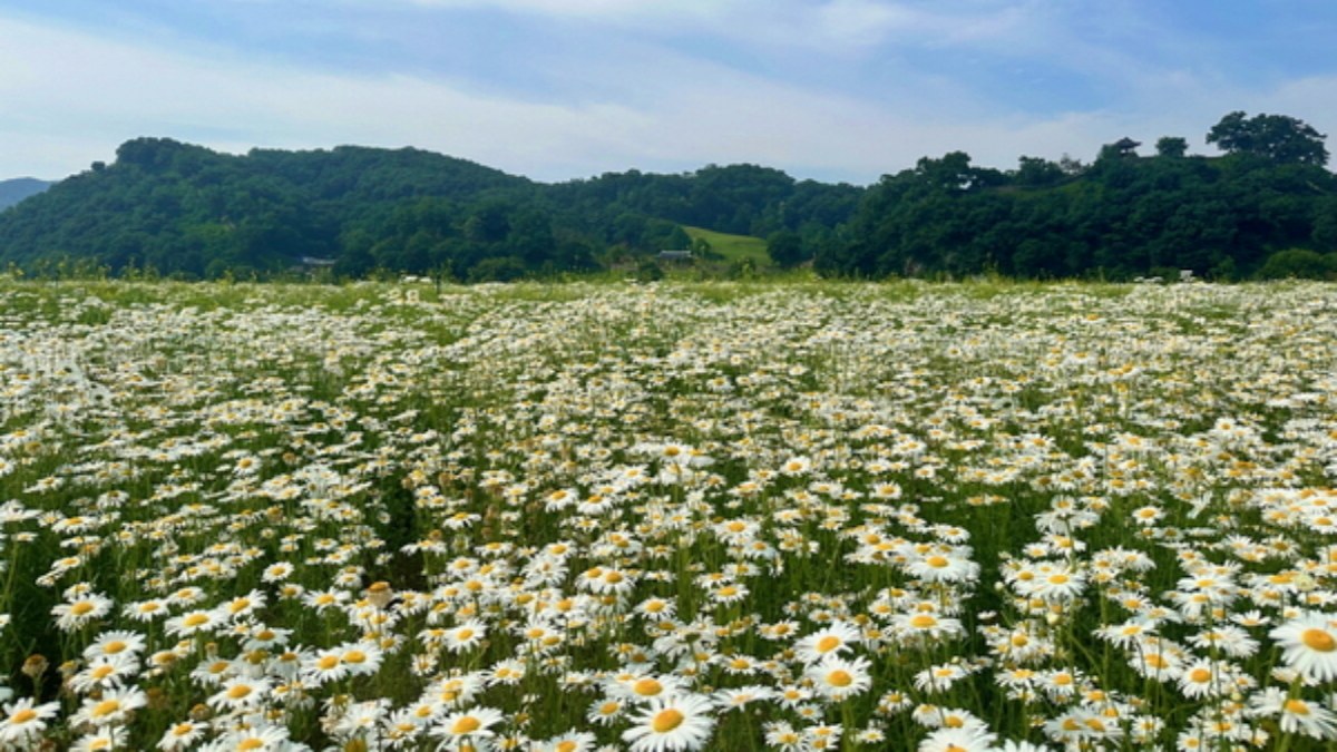 공주 미르섬 샤스타데이지 풍경