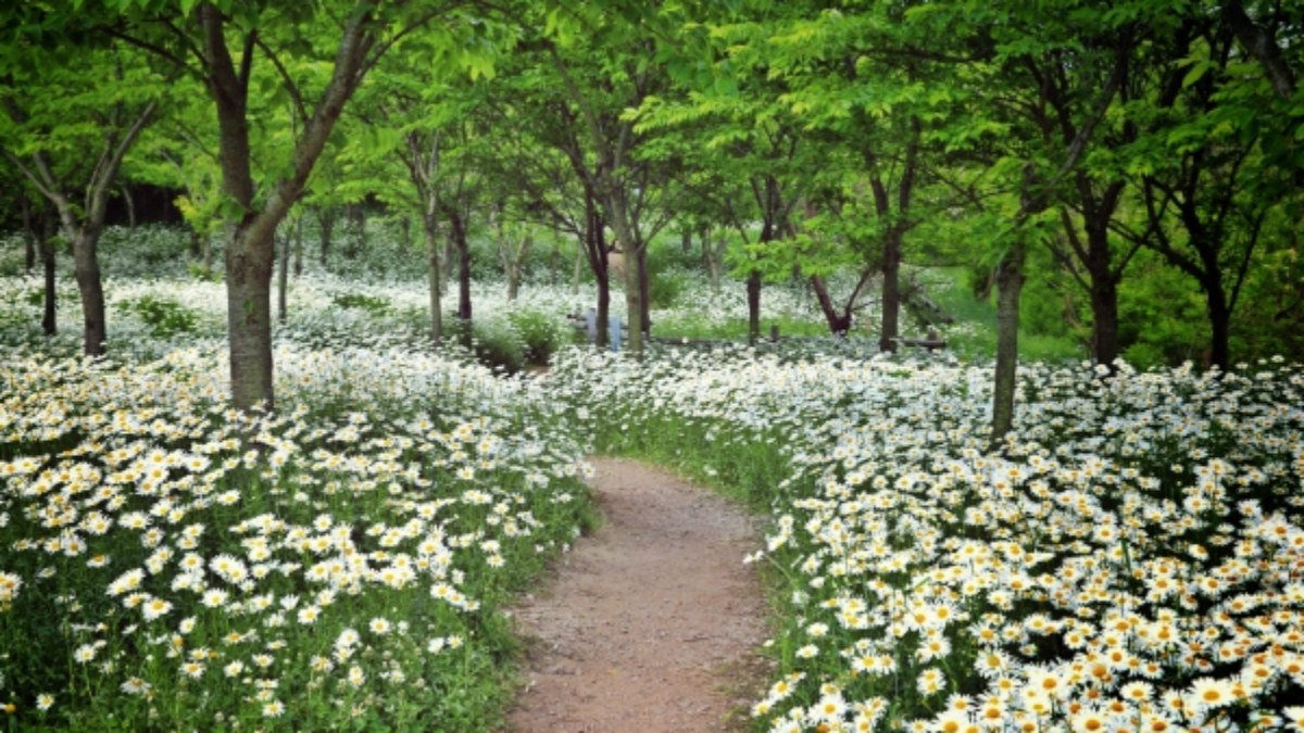 변산마실길에 핀 샤스타데이지
