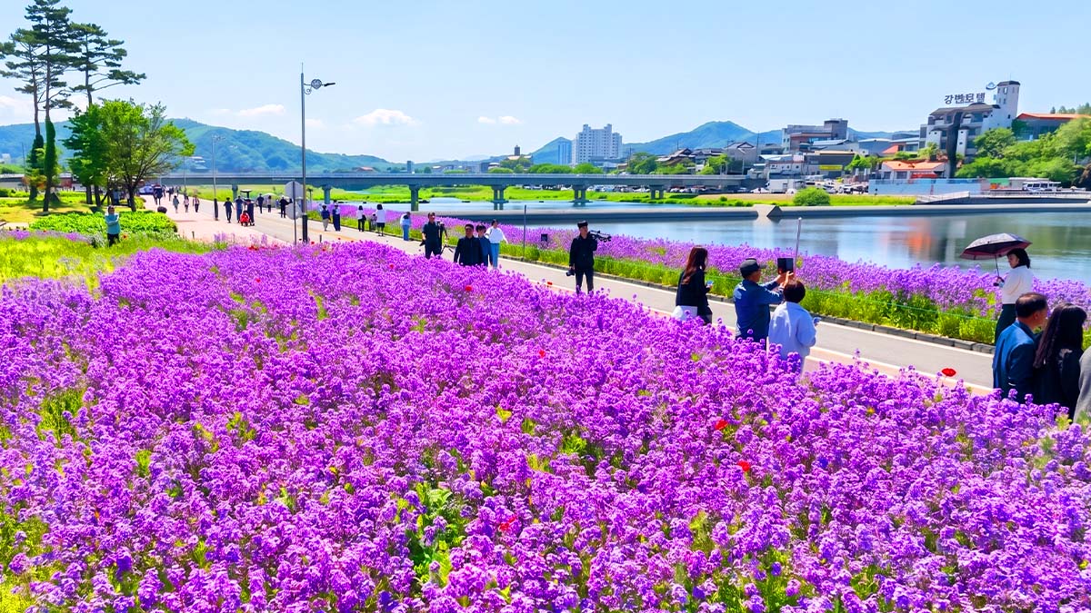 영천생태지구공원 보라유채 꽃밭