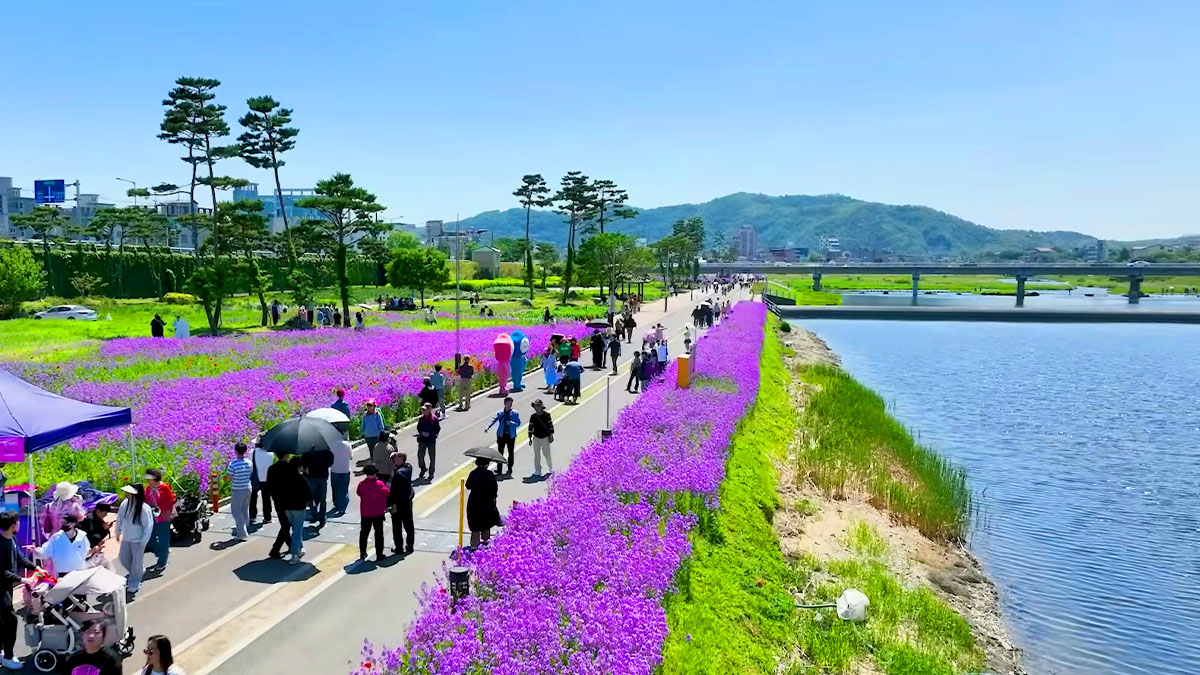 영천생태지구공원 보라유채