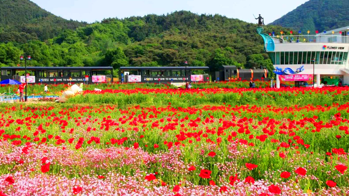 북천꽃양귀비축제