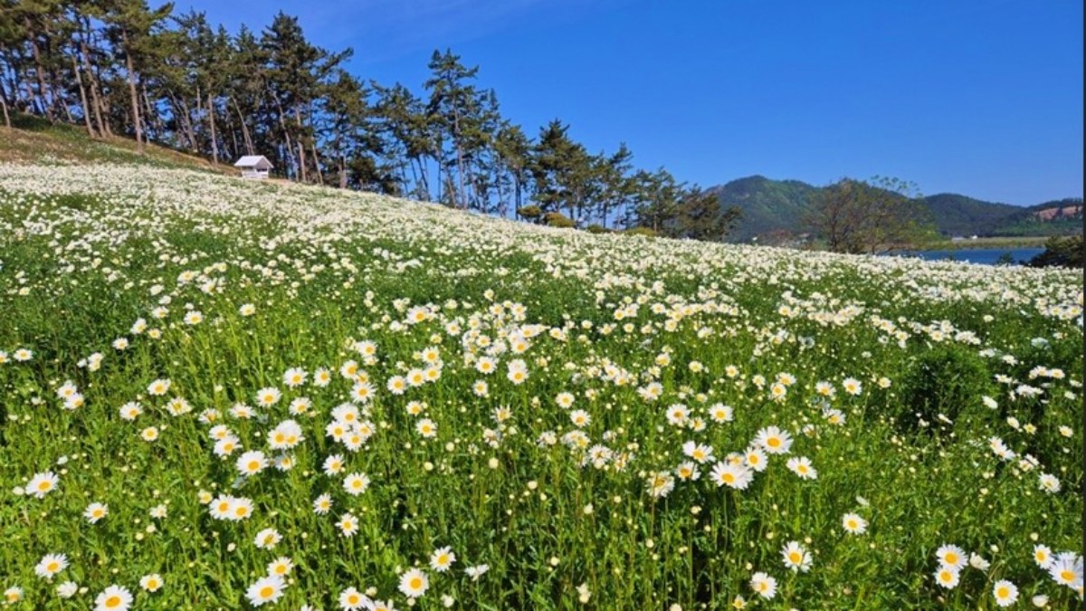 신안 장산도 화이트정원 샤스타데이지