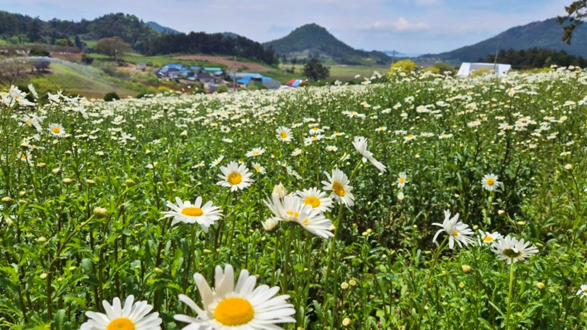 신안 장산도 화이트정원 풍경 / 사진=신안군