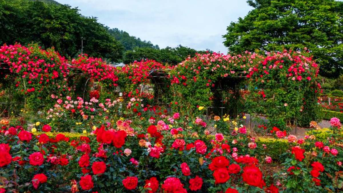 삼척 장미축제 풍경