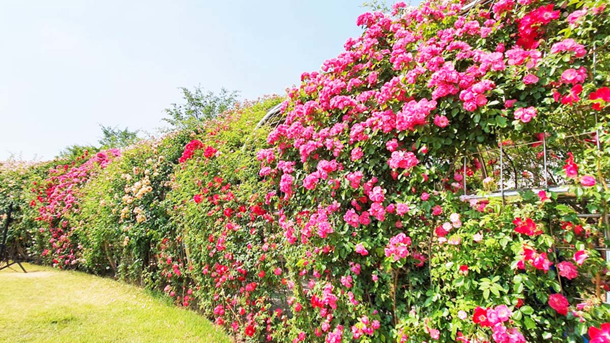 울산대공원 장미원