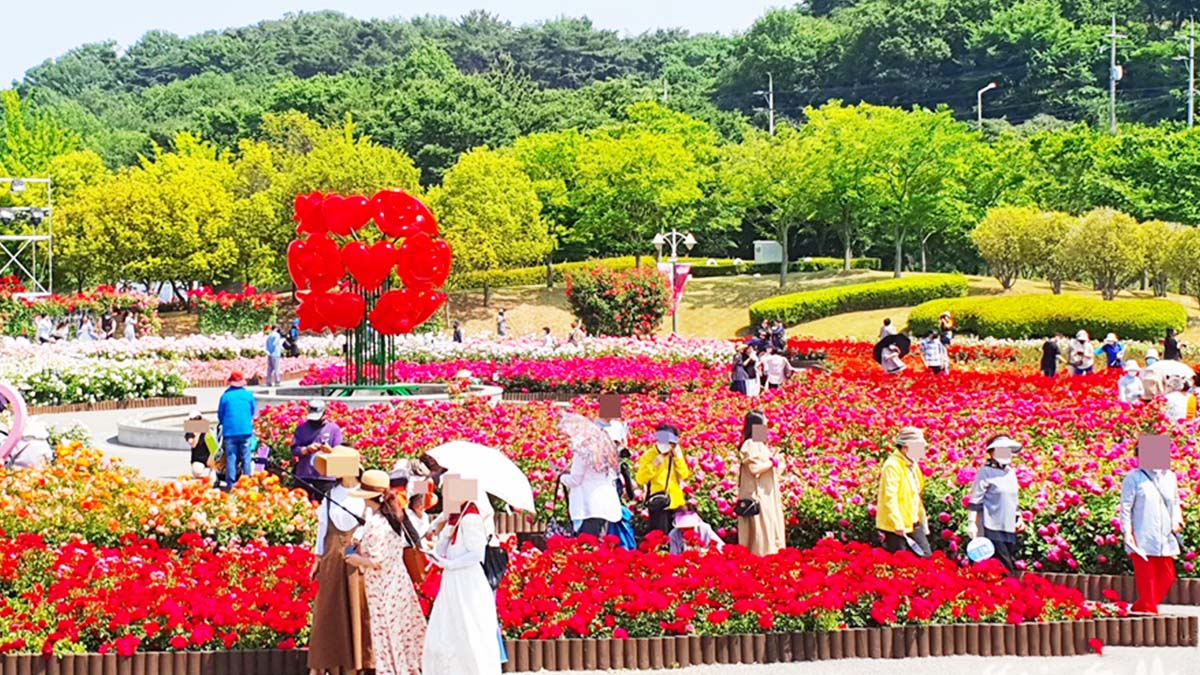 울산대공원 장미축제 모습 / 사진=울산광역시 공식 블로그 울산누리