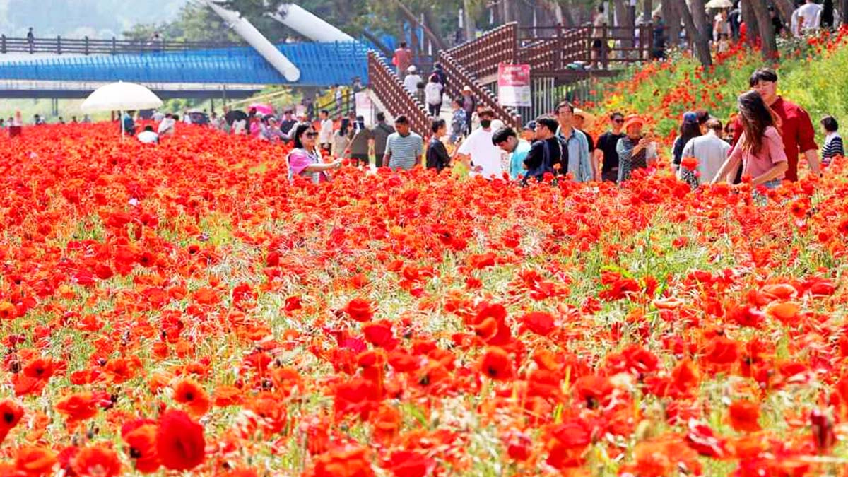 괴산 축제 현장