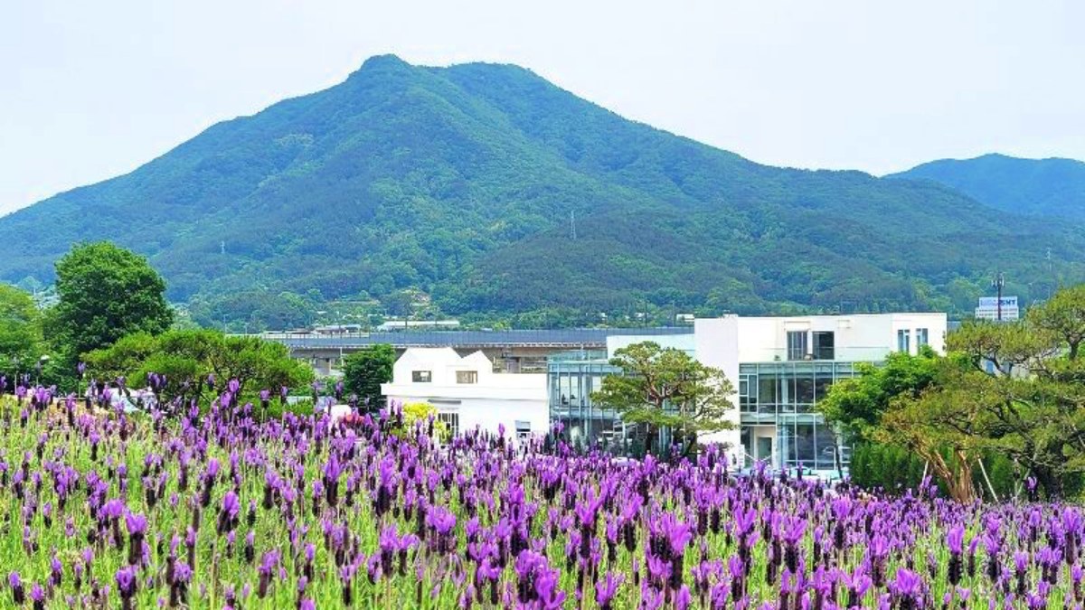 양산 느티나무의사랑